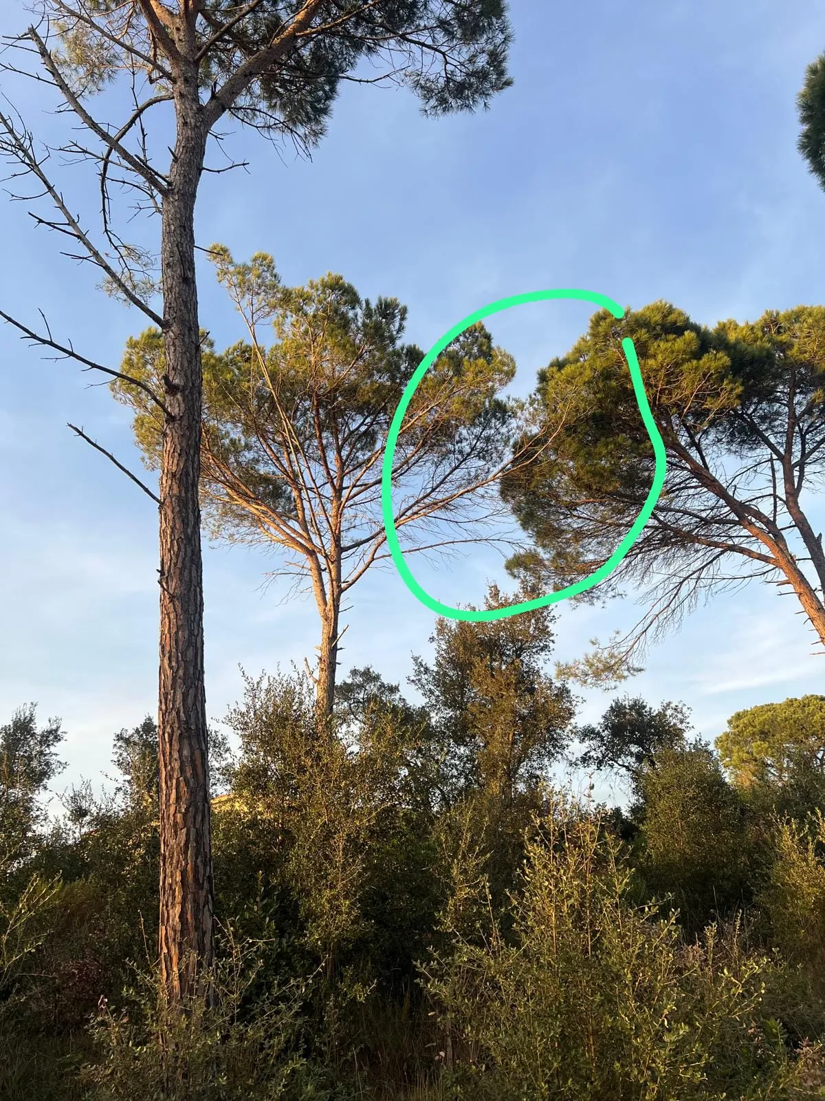 Copes d’arbres sense separació abans del treball de neteja