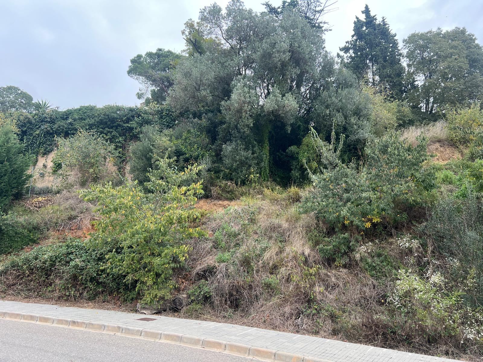 Parcela antes del desbroce